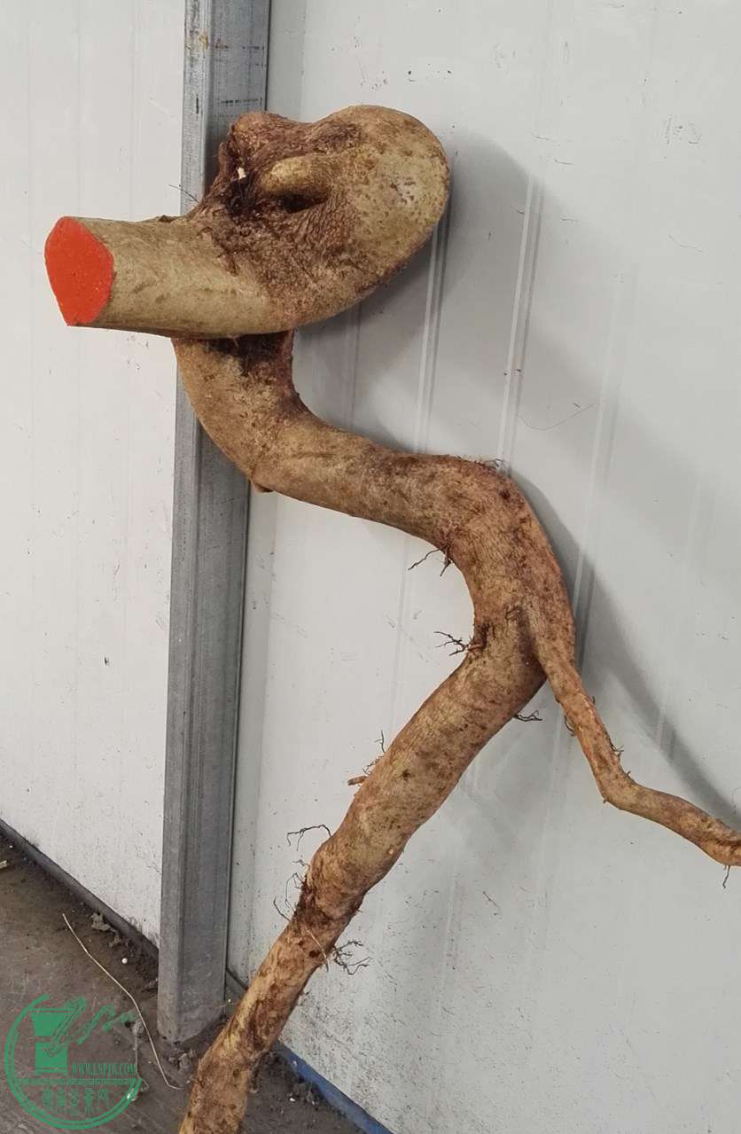 1ŶԽڰЭ̼