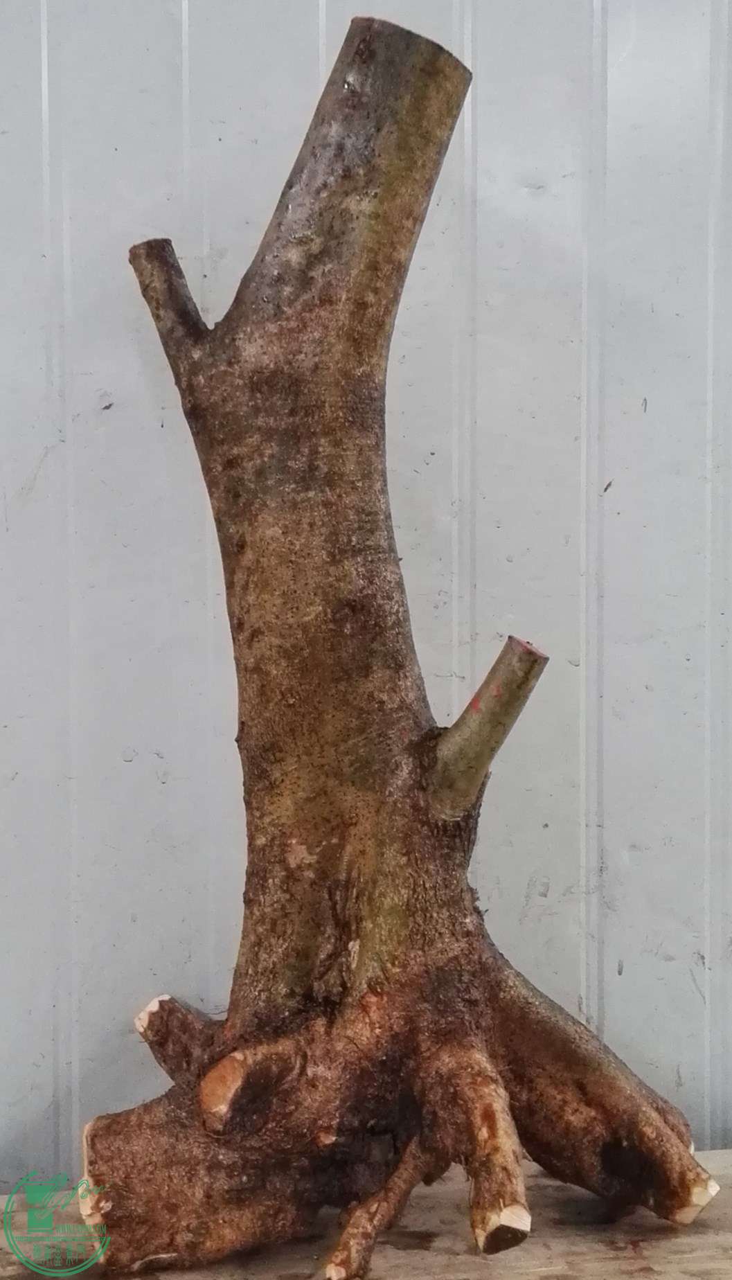 2ŶԽڴ500