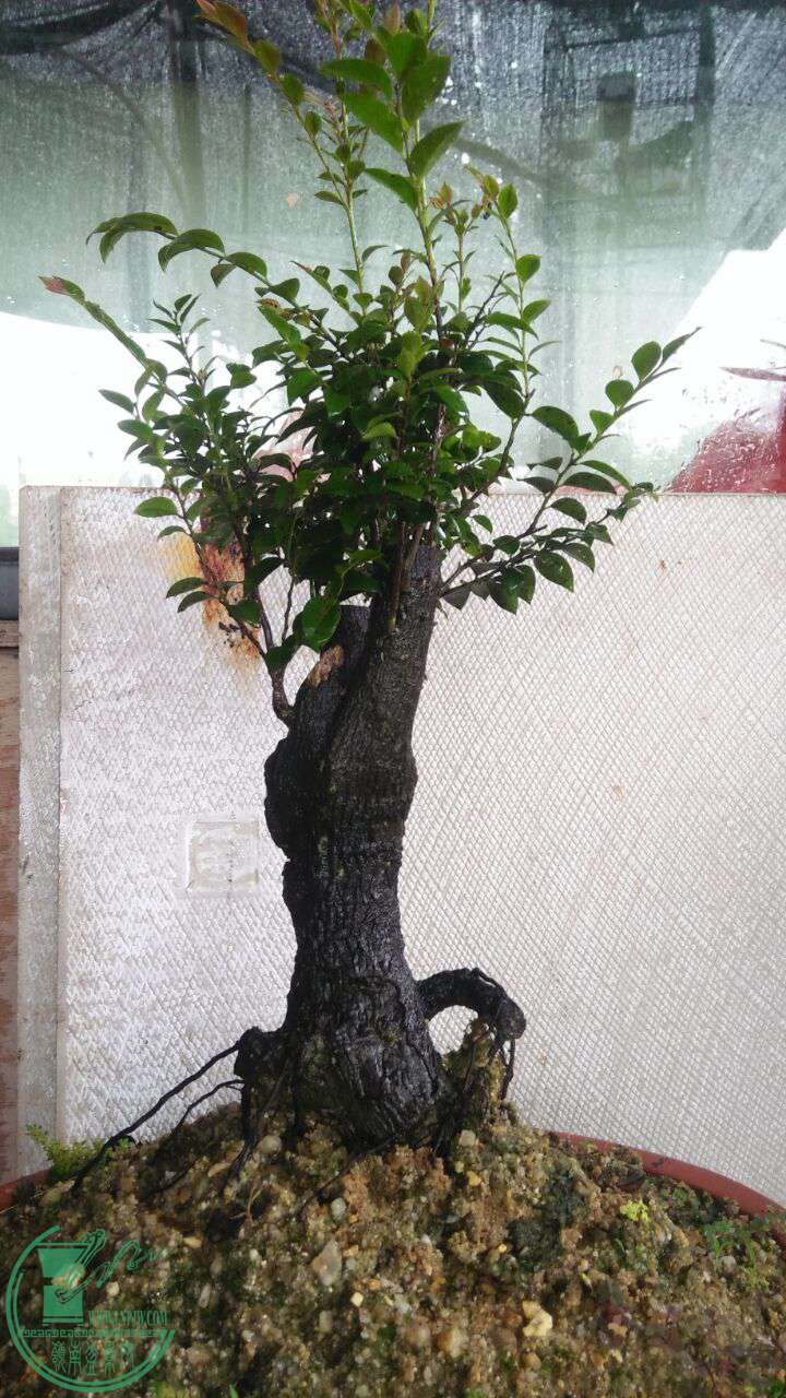 QQͼƬ20161123192334.jpg