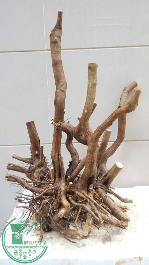 P61125-154004_.jpg