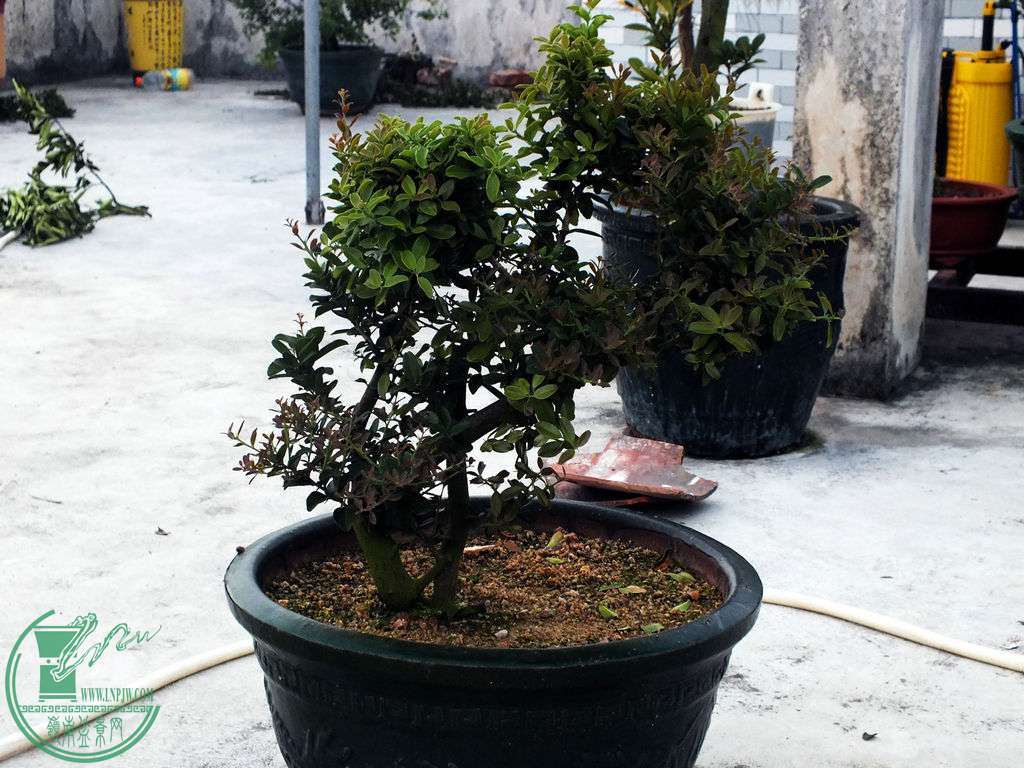Ƭ 002.jpg