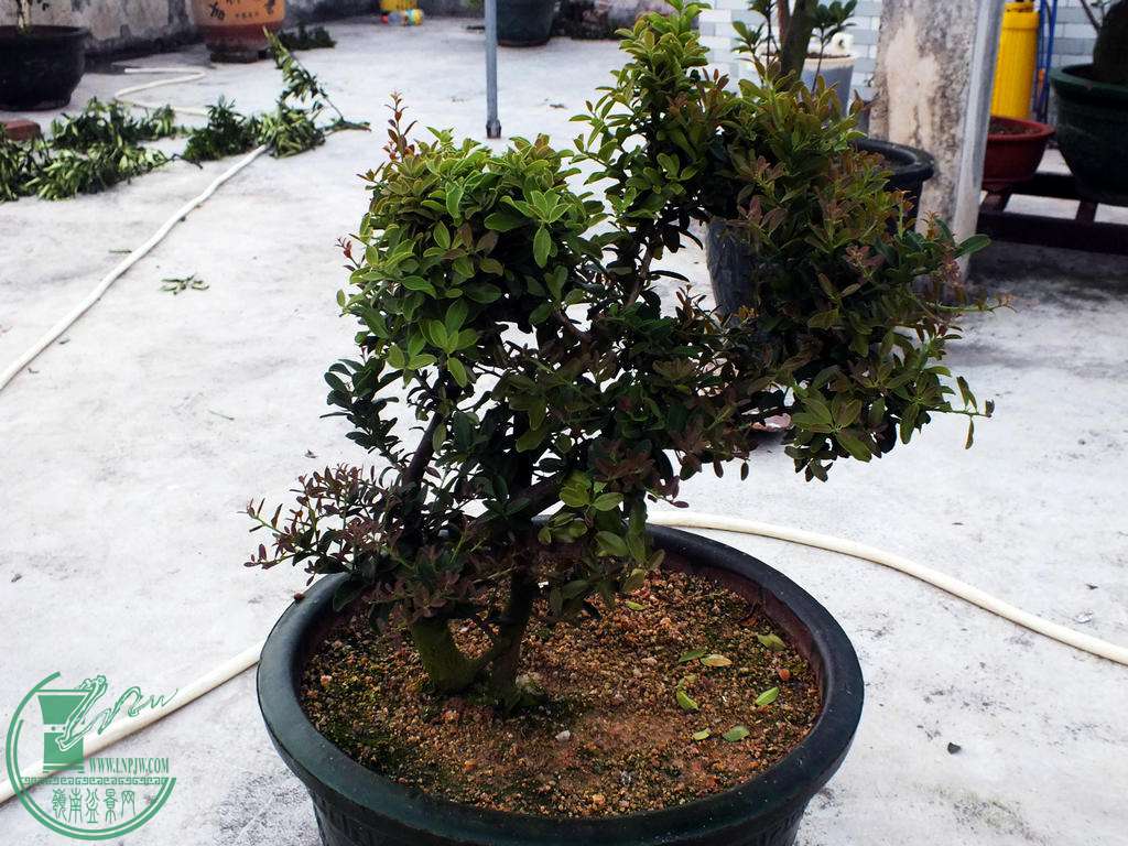 Ƭ 003.jpg