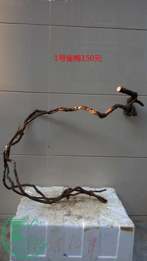 P61127-163143_.jpg