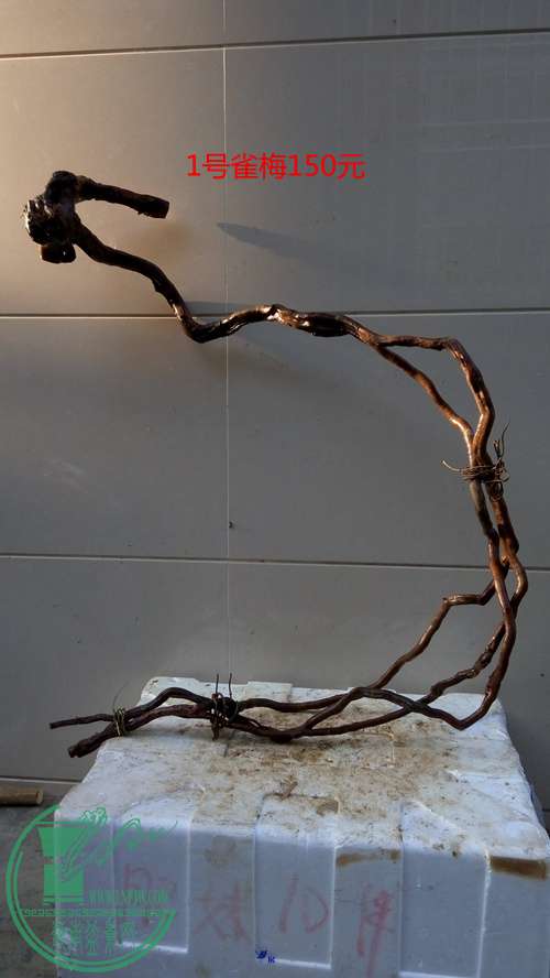 P61127-163240_.jpg