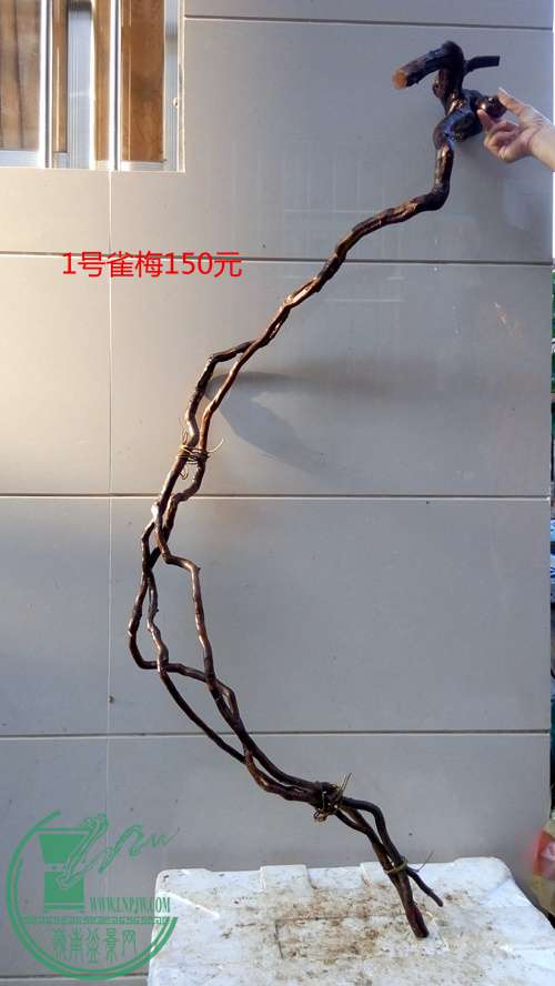 P61127-163326_.jpg