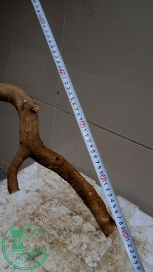 P61128-174930_.jpg