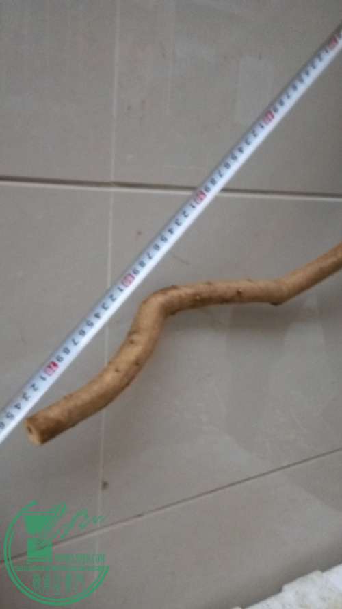 P61128-175246_.jpg