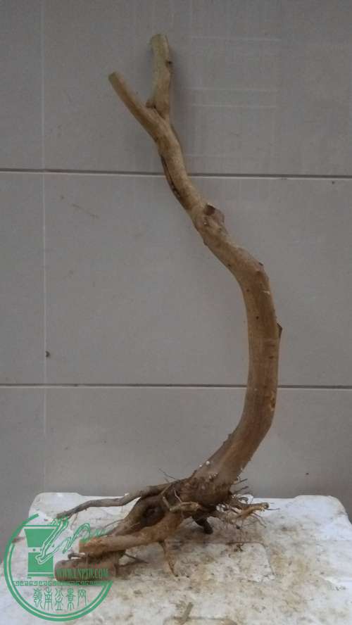 P61128-175436_.jpg