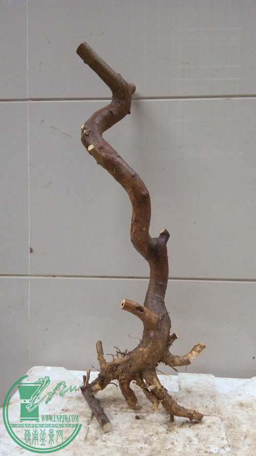 P61129-162210_.jpg