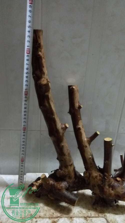 P61129-193454_.jpg
