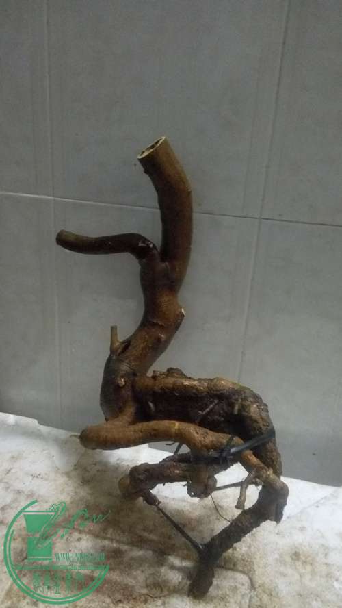 P61130-190551_.jpg