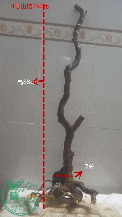 P61130-191221_.jpg