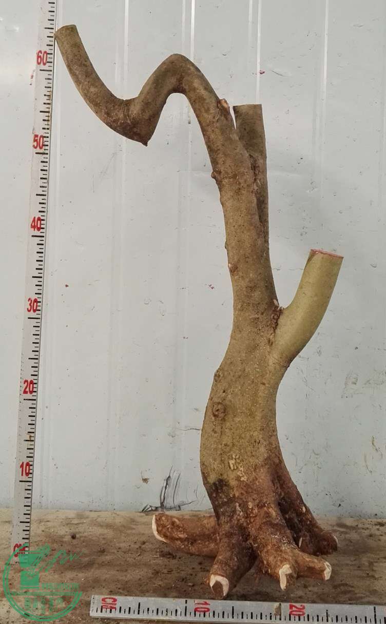 2ŶԽ300