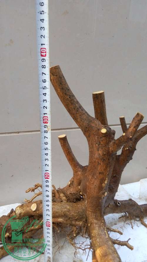 P61201-170035_.jpg