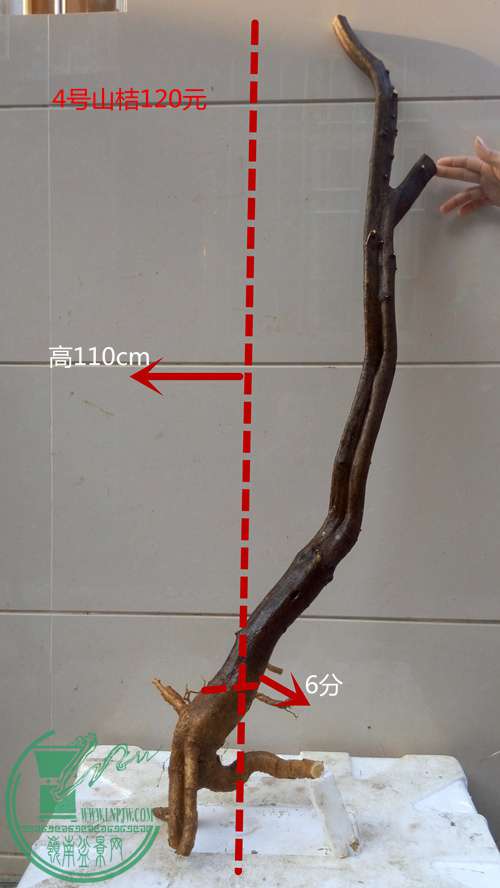 P61201-164553_.jpg