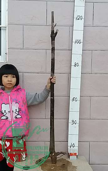 20161201_175022_mh1480588039532.jpg