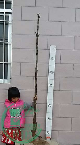 20161201_174658_mh1480587822853.jpg
