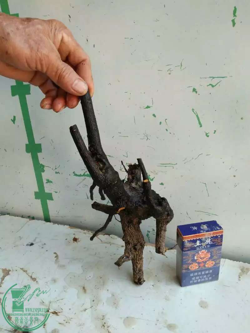 psbCALXHQVP.jpg