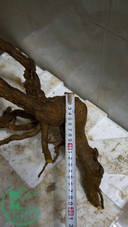 P61204-202005_.jpg