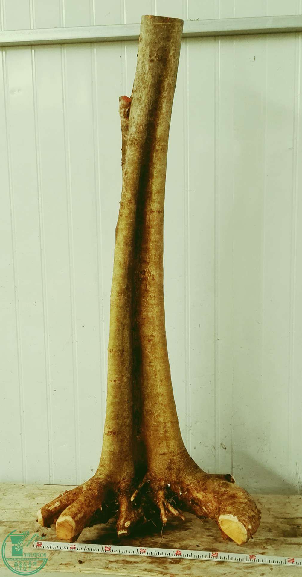 1ŶԽ1680