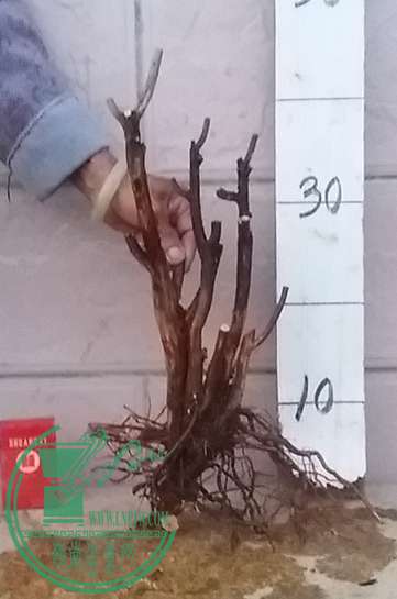 20161208_180225_mh1481193705095.jpg