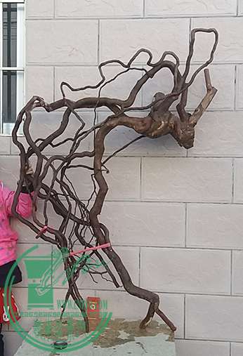 20161208_073437_mh1481164941594.jpg