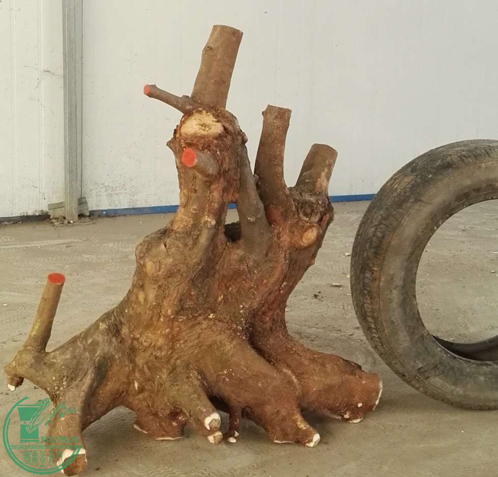 1СҶЭ̼