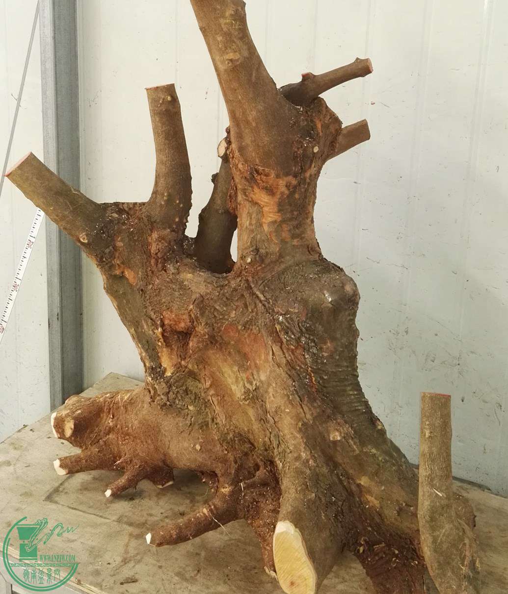1СҶЭ̼
