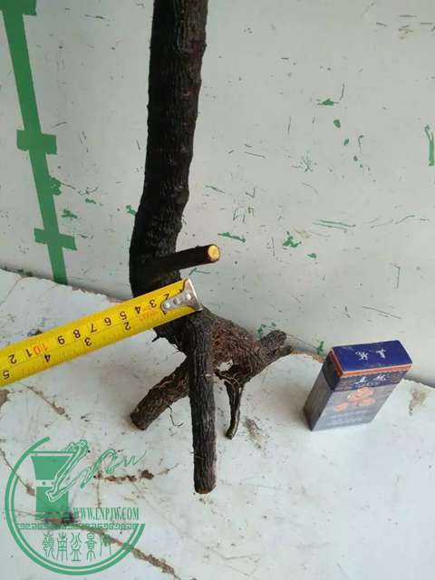 psbs.jpg