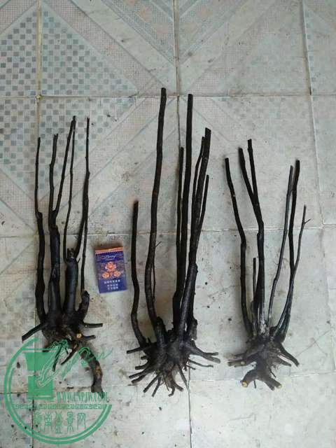 psbCABIMKPD.jpg