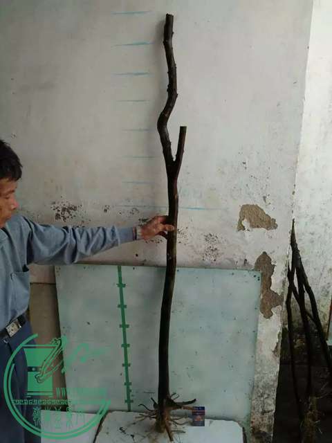 psbCA2BTP02.jpg