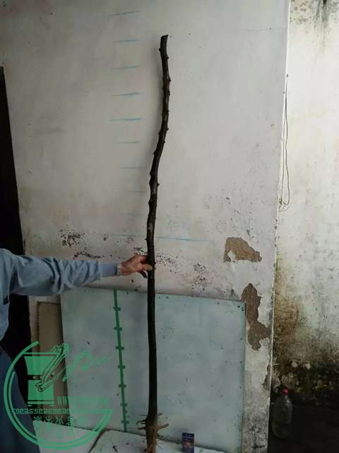 psbCAY972SQ.jpg