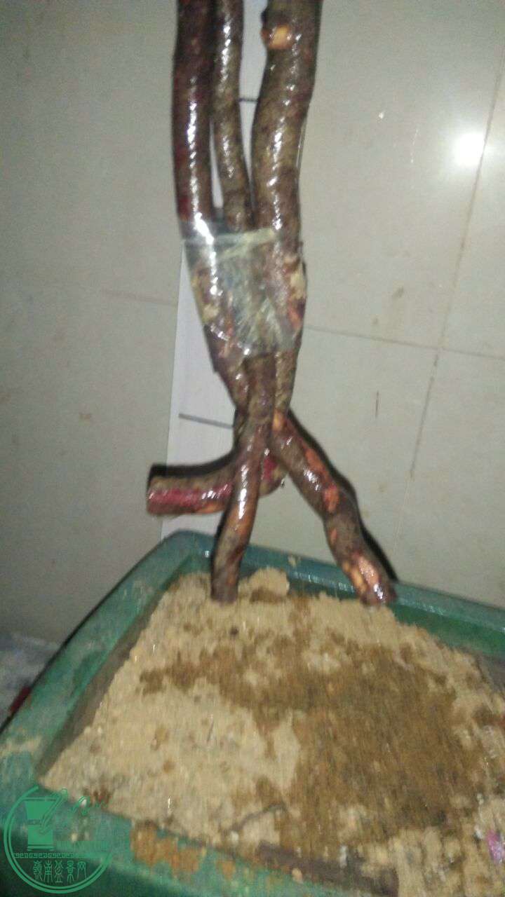QQͼƬ20161212222520.jpg