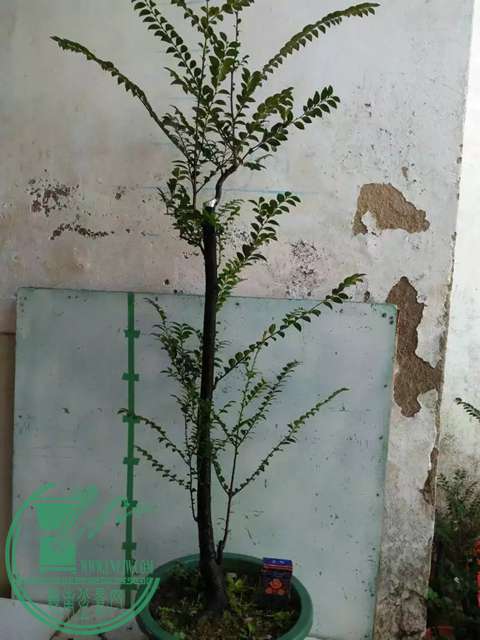 psbCA69OZG5.jpg