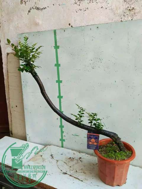 psbCAYTVEC2.jpg