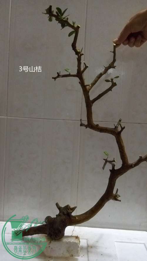 P61214-183537_.jpg