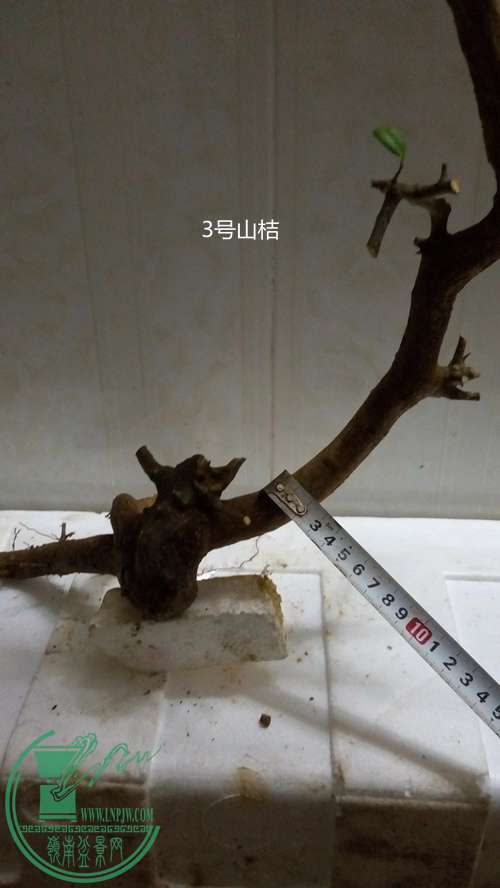 P61214-183600_.jpg