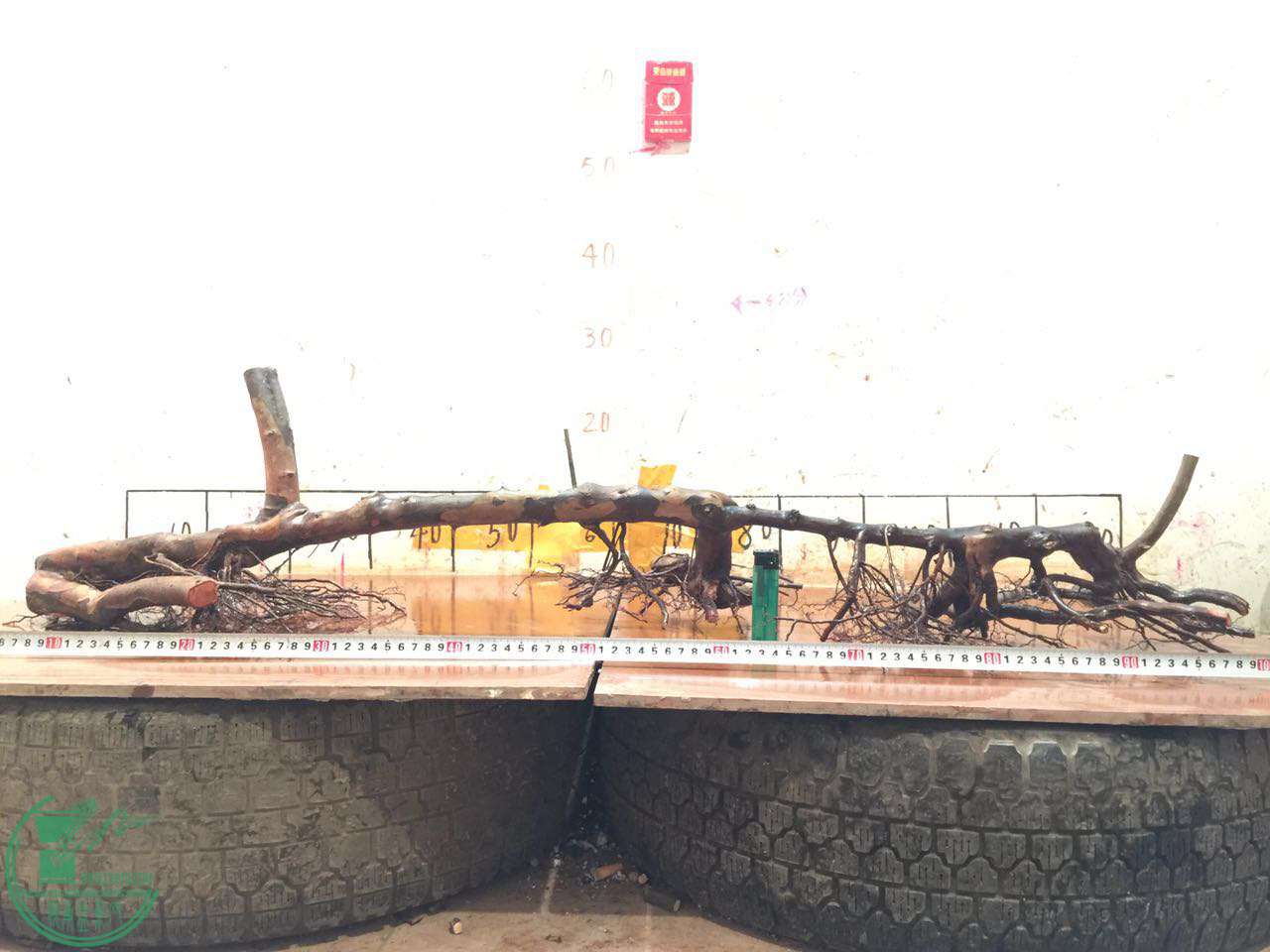 A8C10BEB-39C0-48C9-99AE-AC9800C3997E.JPG