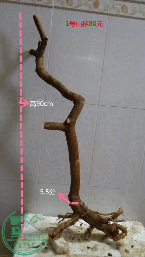 P61215-170235_.jpg