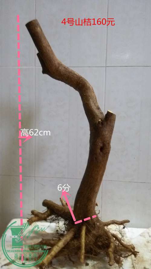 P61215-165314_.jpg