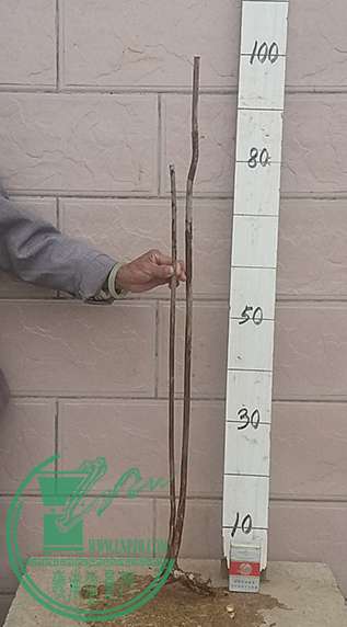 20161215_093249_mh1481799611581.jpg