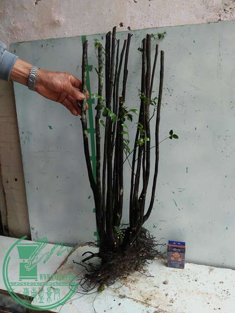 IMG20161217130849.jpg