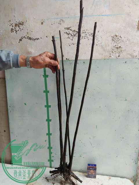 IMG20161217131001.jpg
