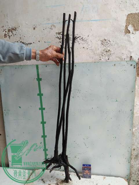 IMG20161217131015.jpg