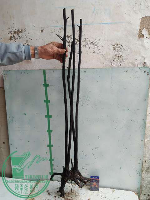 IMG20161217131028.jpg