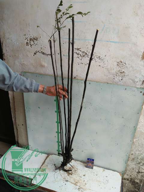 IMG20161217131107.jpg