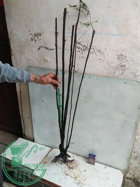 IMG20161217131126.jpg