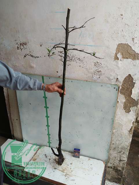 IMG20161217131159.jpg