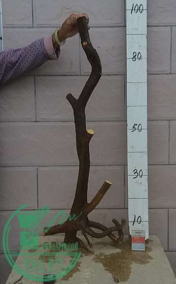 20161217_173440_mh1481974355761.jpg