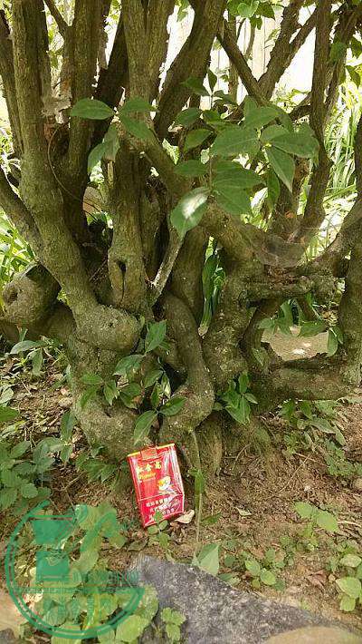 conew_img_20150525_123740_conew2.jpg